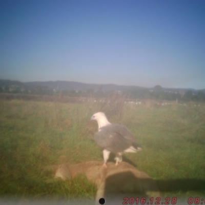 Haliaeetus leucogaster (White-bellied Sea-Eagle) at Pambula, NSW - 28 Dec 2016 by Panboola