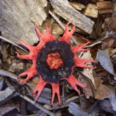 Aseroe rubra (Anemone Stinkhorn) at Pambula, NSW - 21 Mar 2017 by Panboola