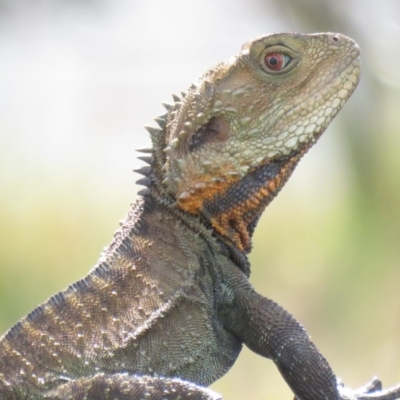 Intellagama lesueurii howittii (Gippsland Water Dragon) at Pambula, NSW - 4 Oct 2016 by Panboola