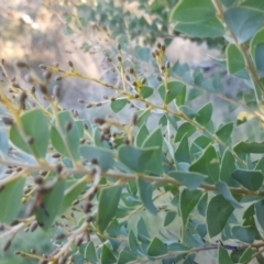 Acacia cultriformis (Knife Leaf Wattle) at Garran, ACT - 10 May 2017 by Mike