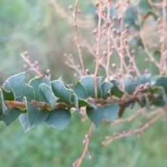 Acacia pravissima (Wedge-leaved Wattle, Ovens Wattle) at Garran, ACT - 10 May 2017 by Mike