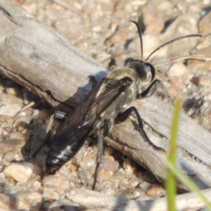 Sphex sp. (genus) at Paddys River, ACT - 26 Feb 2017