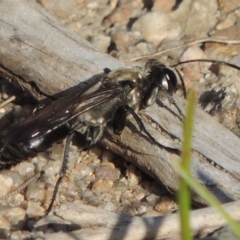 Sphex sp. (genus) at Paddys River, ACT - 26 Feb 2017