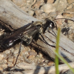 Sphex sp. (genus) at Paddys River, ACT - 26 Feb 2017