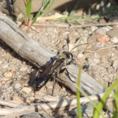 Sphex sp. (genus) at Paddys River, ACT - 26 Feb 2017