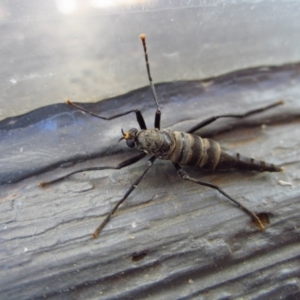 Boreoides subulatus at Cook, ACT - 10 May 2017