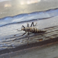 Boreoides subulatus at Cook, ACT - 10 May 2017