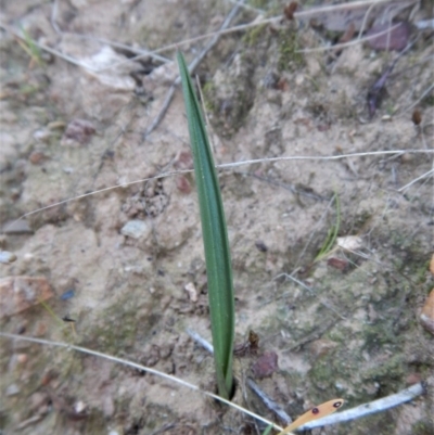 Thelymitra nuda (Scented Sun Orchid) at Belconnen, ACT - 9 May 2017 by CathB