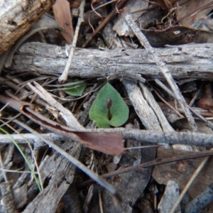 Acianthus collinus at Aranda, ACT - 3 May 2017