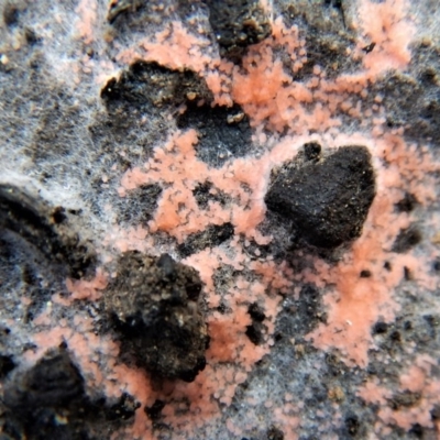 Pyronema sp. (A fire fungus) at Aranda Bushland - 2 May 2017 by CathB