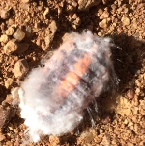 Monophlebulus sp. (genus) at Belconnen, ACT - 10 May 2017