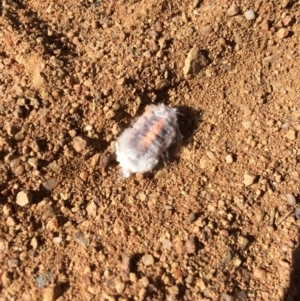 Monophlebulus sp. (genus) at Belconnen, ACT - 10 May 2017