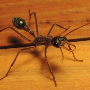 Myrmecia nigriceps at Greenway, ACT - 23 Feb 2017 11:02 PM