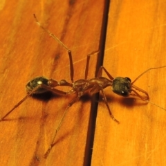 Myrmecia nigriceps at Greenway, ACT - 23 Feb 2017 11:02 PM