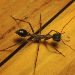 Myrmecia nigriceps at Greenway, ACT - 23 Feb 2017