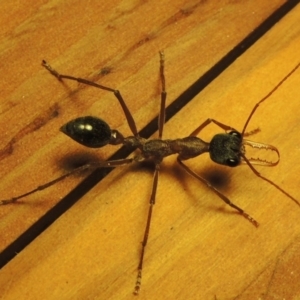 Myrmecia nigriceps at Greenway, ACT - 23 Feb 2017