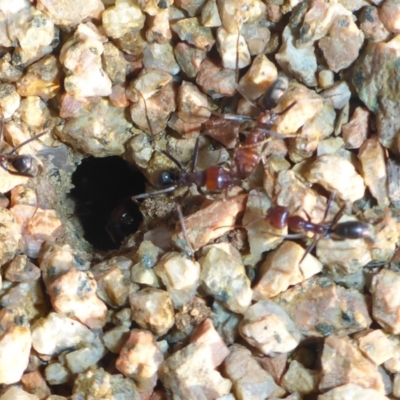 Iridomyrmex purpureus (Meat Ant) at Sth Tablelands Ecosystem Park - 9 May 2017 by JanetRussell