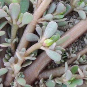 Portulaca oleracea at Paddys River, ACT - 26 Feb 2017