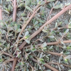 Portulaca oleracea at Paddys River, ACT - 26 Feb 2017 08:14 PM