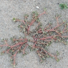 Portulaca oleracea at Paddys River, ACT - 26 Feb 2017 08:14 PM