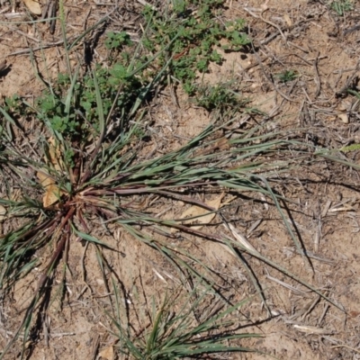 Setaria pumila (Pale Pigeon Grass) at Molonglo Valley, ACT - 10 Feb 2010 by AndyRussell