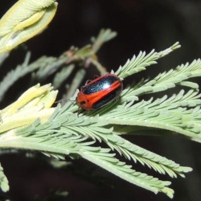 Calomela curtisi (Acacia leaf beetle) at Paddys River, ACT - 26 Feb 2017 by MichaelBedingfield