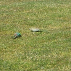 Psephotus haematonotus (Red-rumped Parrot) at Kambah, ACT - 20 Aug 2014 by RosemaryRoth