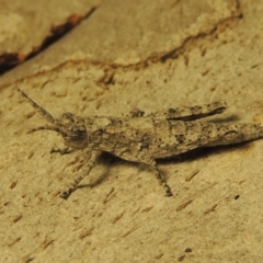 Coryphistes ruricola (Bark-mimicking Grasshopper) at Paddys River, ACT - 4 Mar 2017 by MichaelBedingfield