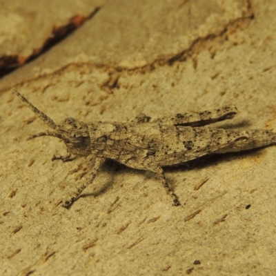 Coryphistes ruricola (Bark-mimicking Grasshopper) at Paddys River, ACT - 4 Mar 2017 by MichaelBedingfield