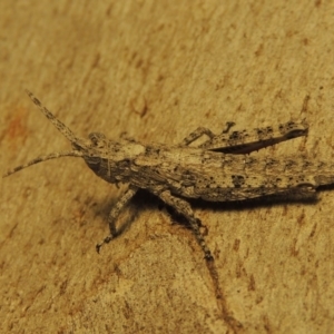 Coryphistes ruricola at Paddys River, ACT - 4 Mar 2017 11:46 PM