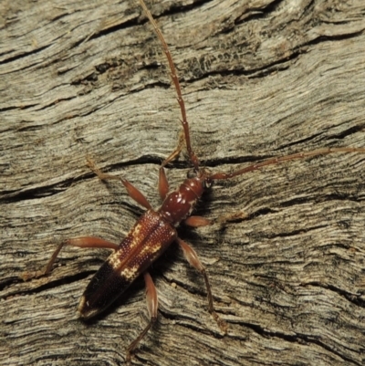 Coptocercus aberrans (Aberrans longhorn beetle) at Paddys River, ACT - 1 Apr 2017 by MichaelBedingfield