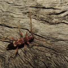 Coptocercus aberrans at Paddys River, ACT - 1 Apr 2017 10:22 PM