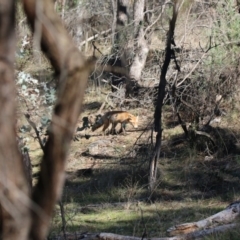 Vulpes vulpes (Red Fox) at Mount Majura - 10 May 2017 by petersan