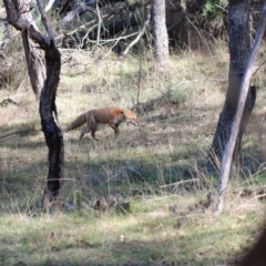 Vulpes vulpes at Canberra Central, ACT - 10 May 2017 11:19 AM