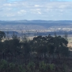 Aquila audax at Isaacs Ridge - 8 May 2017