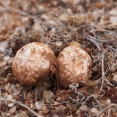 Tulostoma (Stalkball) at Acton, ACT - 23 Jan 2017 by Heino