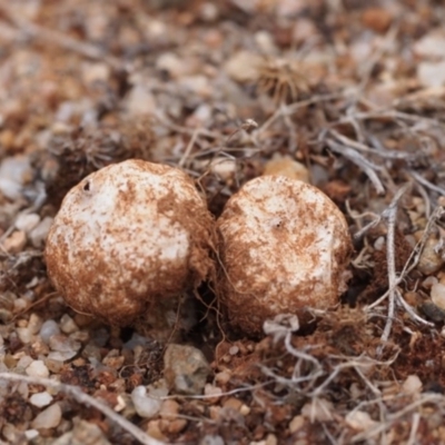 Tulostoma (Stalkball) at Acton, ACT - 24 Jan 2017 by Heino