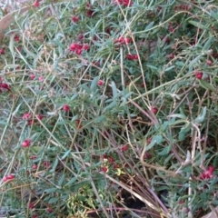 Einadia nutans subsp. nutans (Climbing Saltbush) at Acton, ACT - 2 May 2017 by TimYiu