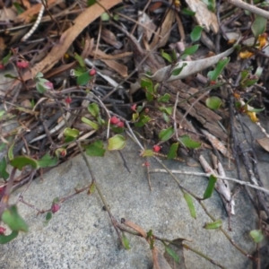 Eriophyes lambi at Acton, ACT - 11 May 2017