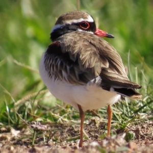 Charadrius melanops at Coombs, ACT - 11 May 2017