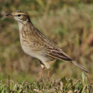 Anthus australis at Coombs, ACT - 11 May 2017