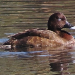 Aythya australis (Hardhead) at Coombs Ponds - 11 May 2017 by JohnBundock