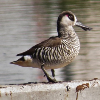 Malacorhynchus membranaceus (Pink-eared Duck) at Coombs, ACT - 11 May 2017 by JohnBundock