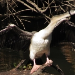 Anhinga novaehollandiae (Australasian Darter) at Molonglo River Reserve - 10 May 2017 by JohnBundock