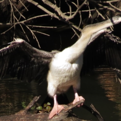 Anhinga novaehollandiae (Australasian Darter) at Molonglo Valley, ACT - 10 May 2017 by JohnBundock