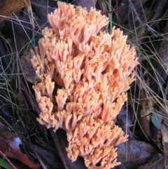 Ramaria sp. (A Coral fungus) at Cotter River, ACT - 7 May 2017 by MatthewFrawley