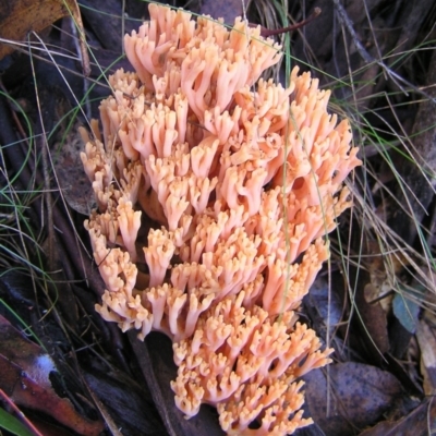 Ramaria sp. (genus) (A Coral fungus) at Cotter River, ACT - 7 May 2017 by MatthewFrawley
