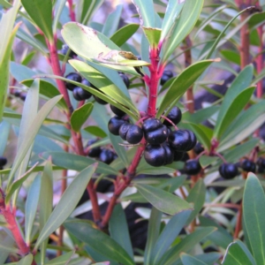 Tasmannia lanceolata at Rendezvous Creek, ACT - 7 May 2017 09:28 AM