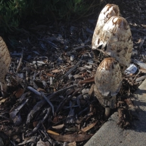 Coprinus comatus at Bruce, ACT - 8 May 2014