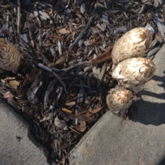 Coprinus comatus at Bruce, ACT - 8 May 2014